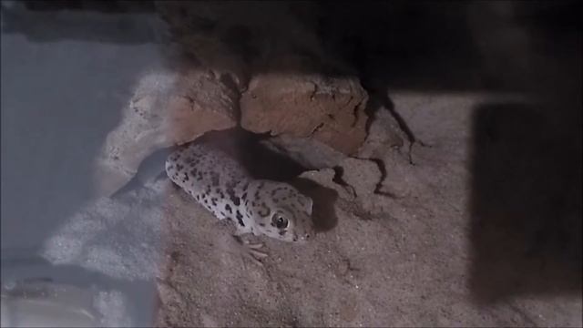 Геккон сцинковый Роборовского (Teratoscincus roborowskii) смотреть онлайн