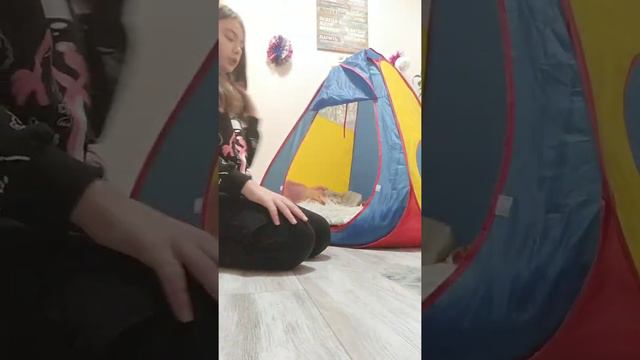 Создаём классный домик для моей Кошки😍🥰😘 смотреть онлайн