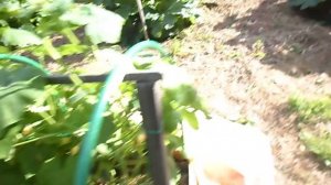 ОТКРЫТЫЙ ГРУНТ, ОГУРЕЦ ИЗУМРУДНАЯ РОССЫПЬ.