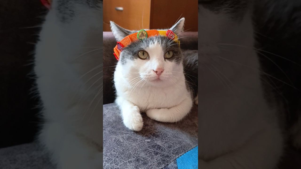 Вопрос для разума!? ✌️#cat #кот #прикол #мурзик #котик #лайк #котики #юмор #питомец #топ #бог смотреть онлайн