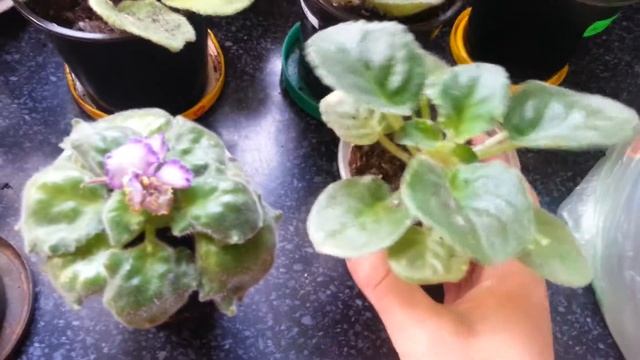 Уход за фиалками в домашних условиях. Для начинающих