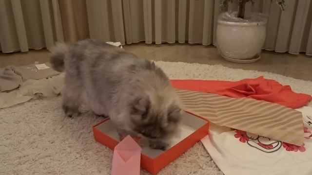 #Подарки от деда мороза #кошка Bootsie #колонка Awei #пижама с говорящей кошкой смотреть онлайн