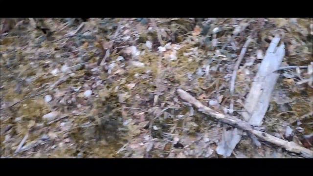 Вместо рыбалки , набрала грибов 😊😍😍 смотреть онлайн