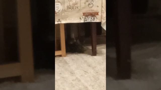 как моймать кота за 3 секунды скора будет прода смотреть онлайн