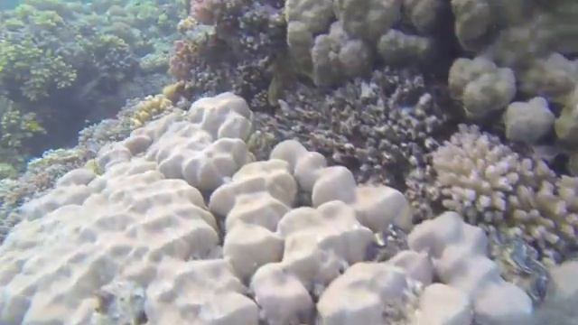 Марса Алам, 2015г коралловые рифы,рыбы, тридактна смотреть онлайн