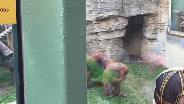 Мой друг в зоопарке смотреть онлайн