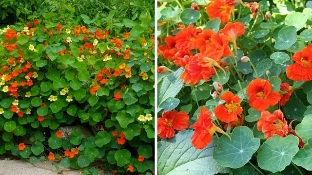 Что посадить к первоцветам весной, чтобы клумба цвела все лето в саду смотреть онлайн