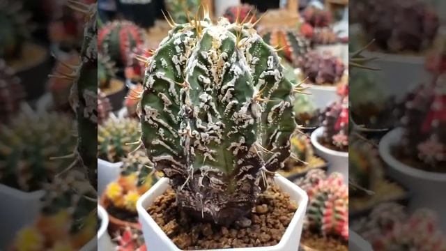 Astrophytum ornatum fukuryu смотреть онлайн