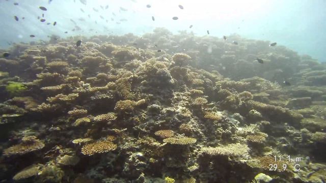 Riu Atoll - Maldives