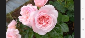 Розы - первогодки из питомника "Розы Вдохновения" ч.2