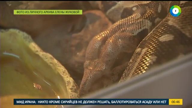 Лисы и питоны: экзотические звери приходят на смену кошкам и собакам смотреть онлайн