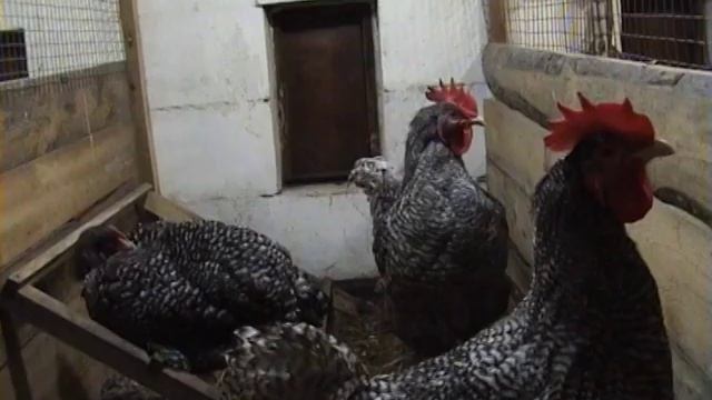 БЕЛЬГИЙСКАЯ КУРОЧКА ПОРОДЫ МЕХЕЛЕНСКАЯ КУКУШКА смотреть онлайн