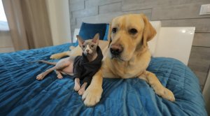 Озорные сфинкс Мэни и лабрадор Дени собирают миллионы просмотров