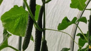 Огурец Изумрудный поток F1