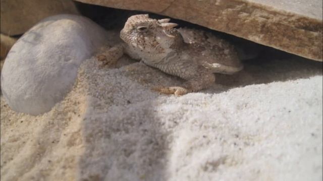 Impressions Of Phrynosoma 1