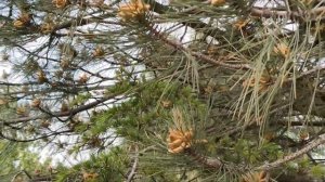 Я иду тебе на встречу гурт РЕТРО