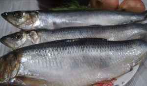 Засолка сельди в банке (Настоящий бочковой засол).