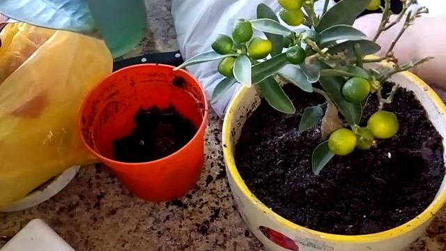 Посадка кумкват кукле цитрус смотреть онлайн