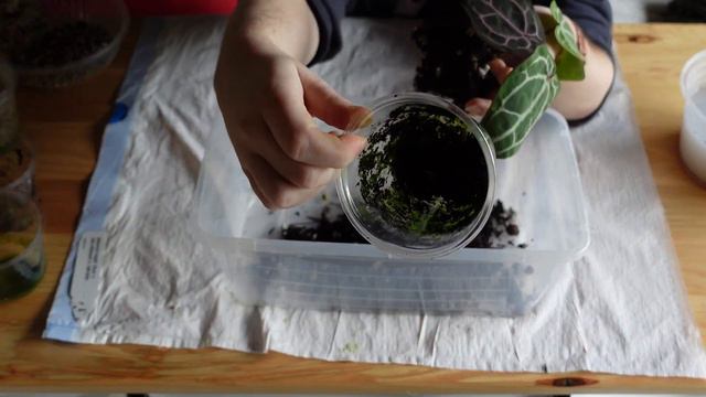 repot plants with me! 🌿 | anthurium edition feat. semi-hydroponics смотреть онлайн