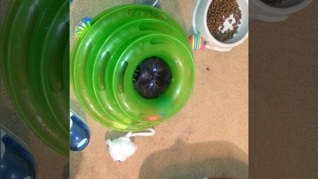 Черный вислоухий котенок. Шотландские котята. смотреть онлайн