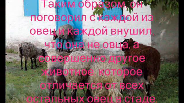 о волшебнике и овцах. смотреть онлайн