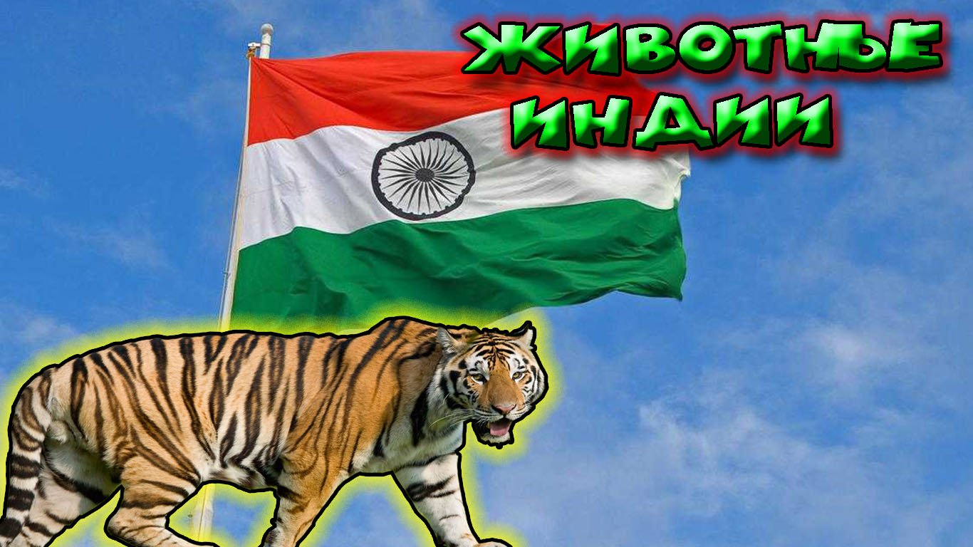 Животные Индии смотреть онлайн