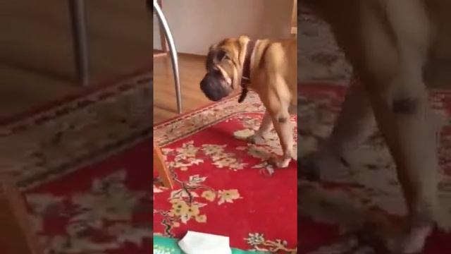 Шарпей и таблица умножения смотреть онлайн
