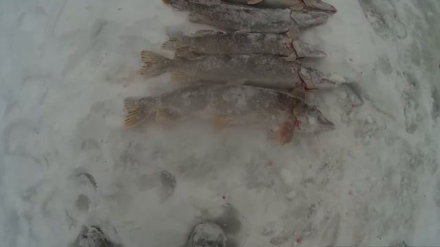 Закрытие охоты смотреть онлайн