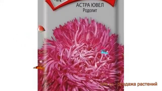 Астра обыкновенный Родолит ? обыкновенный астра Родолит обзор: как сажать, семена астры Родолит смотреть онлайн
