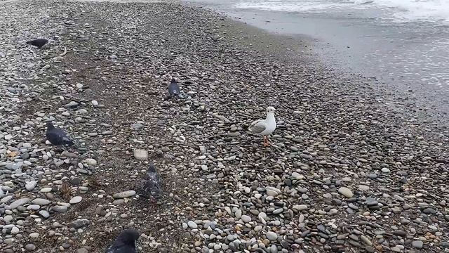 Зимуем у моря. По ул. Победы, вдоль Свирки к морю. Удивительное рядом! Лазаревское сегодня. Сочи смотреть онлайн