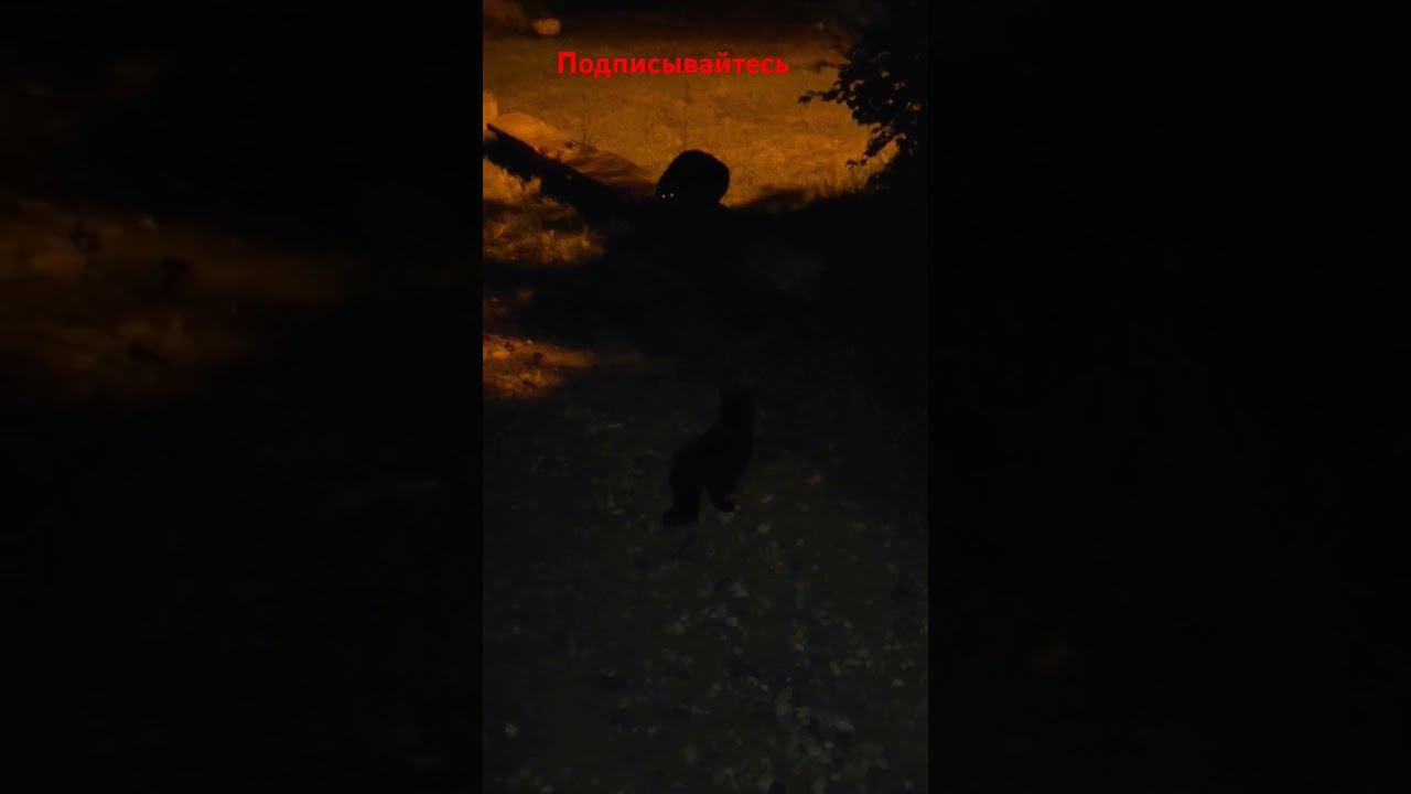 Черныш встретил другого кота. смотреть онлайн