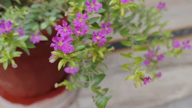 #17 Cuphea Hyssopifolia/ Mexican Heather(Purple): Attractive Evergreen Perennial.10.11.21