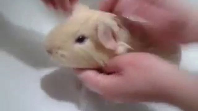 Помоем морскую свинку 2! смотреть онлайн