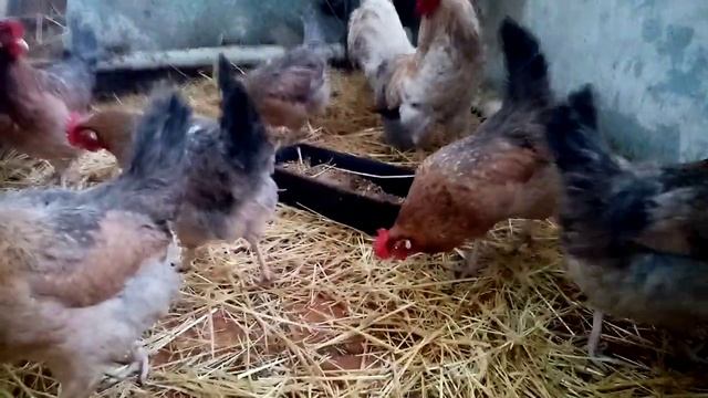 Ленинградским золотисто серым 10 месяцев!!! Мои впечатления о породе!!!! ? смотреть онлайн