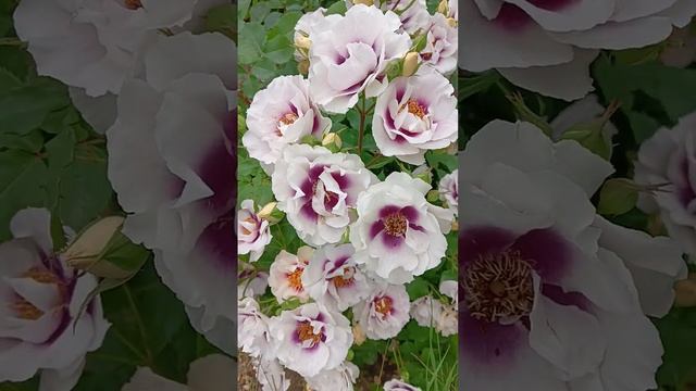 роза Айс фо ю смотреть онлайн
