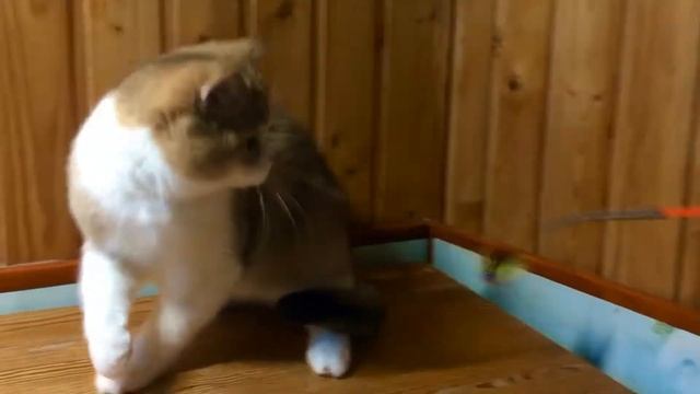 Элвис - котик шотландский страйт, окрас золотистый тикированный биколор смотреть онлайн