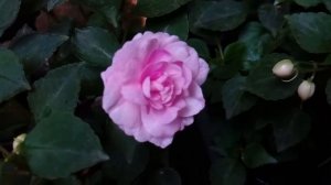 Бальзамин Lavender Orchid (Лаванде орхид).