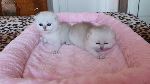 Британские котята окраса серебристая шиншилла смотреть онлайн