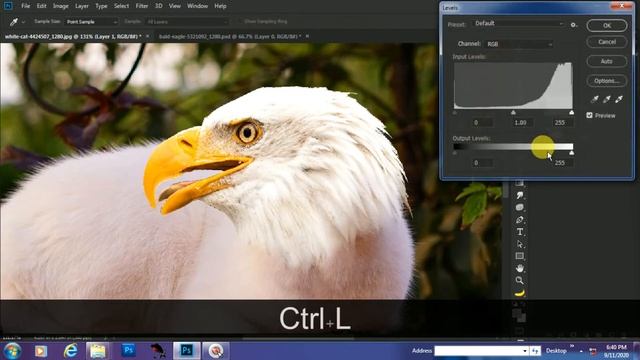 How to blend two animals Photoshop смотреть онлайн