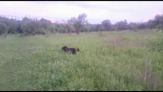 Коммерческие заводчики: фермеры, разведенцы, размноженцы, бизнесмены.