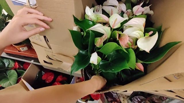Приемка растений из Голландии 10.08.2021 Антуриум Рейнбоу, Кларинервиум, Гиант Шоколад, Зизу, Ливиу смотреть онлайн