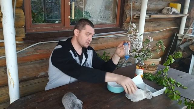 Чем кормить маленького декоративного кролика и чем кормить нельзя смотреть онлайн