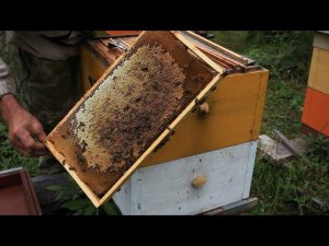 Подготовка к зиме, отбор мёда, изоляция маток.