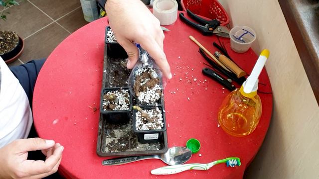 Inmultire Smochin 🌱 Ficus Carica Pentru Ficus Bonsai