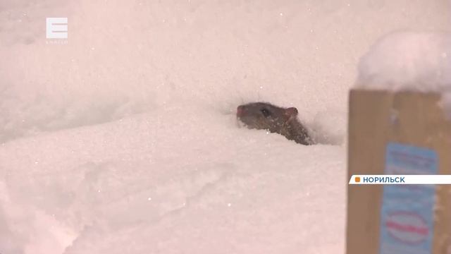 «Прогрызают бетон и ядовитую замазку»: квартиры норильчан атакуют полчища крыс