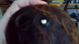 Кокос из магазина прорастает (мой опыт ошибки и удачи)