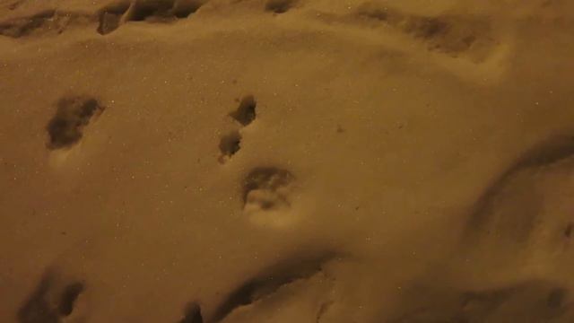 CHALLENGE найди 10 живых зайцев ЧЕЛЛЕНДЖ Liza против зайцев Догони зайца смотреть онлайн