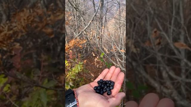 Групповой тур для родителей с детьми на зеркальное озеро и Ачипсинские водопады смотреть онлайн