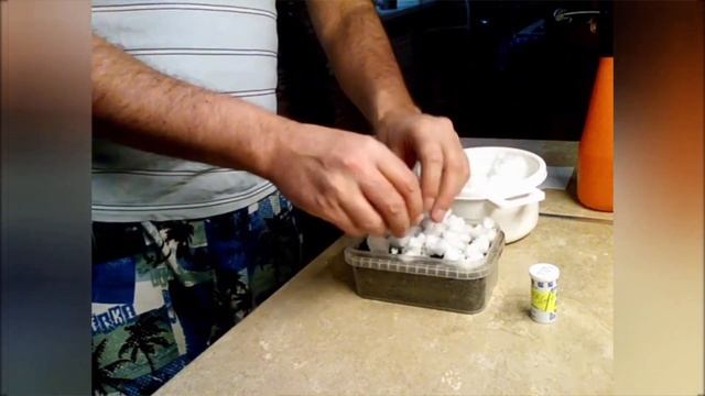 Когда сеять петунию на рассаду? Сроки и способы посева петунии! смотреть онлайн