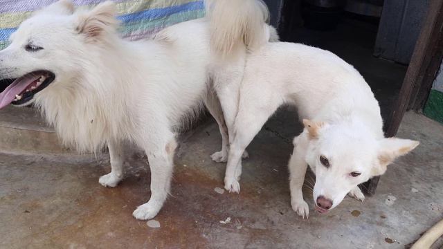 Why Dogs Get Stuck After Mating - Breeding Process Explained || Mating of dogs || Don't hurt dogs смотреть онлайн
